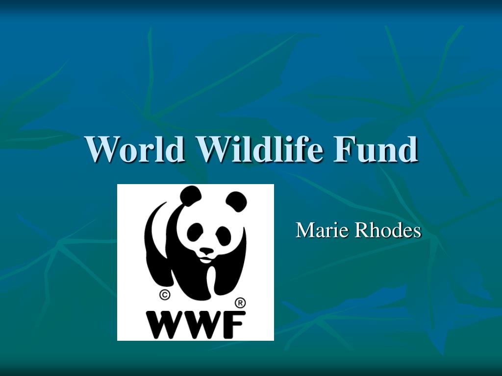 The world wildlife fund is. WWF World Wildlife. WWF на английском. WWF презентация. World Wildlife Fund.