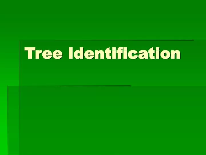 PPT - Tree Identification PowerPoint Presentation, free download - ID ...