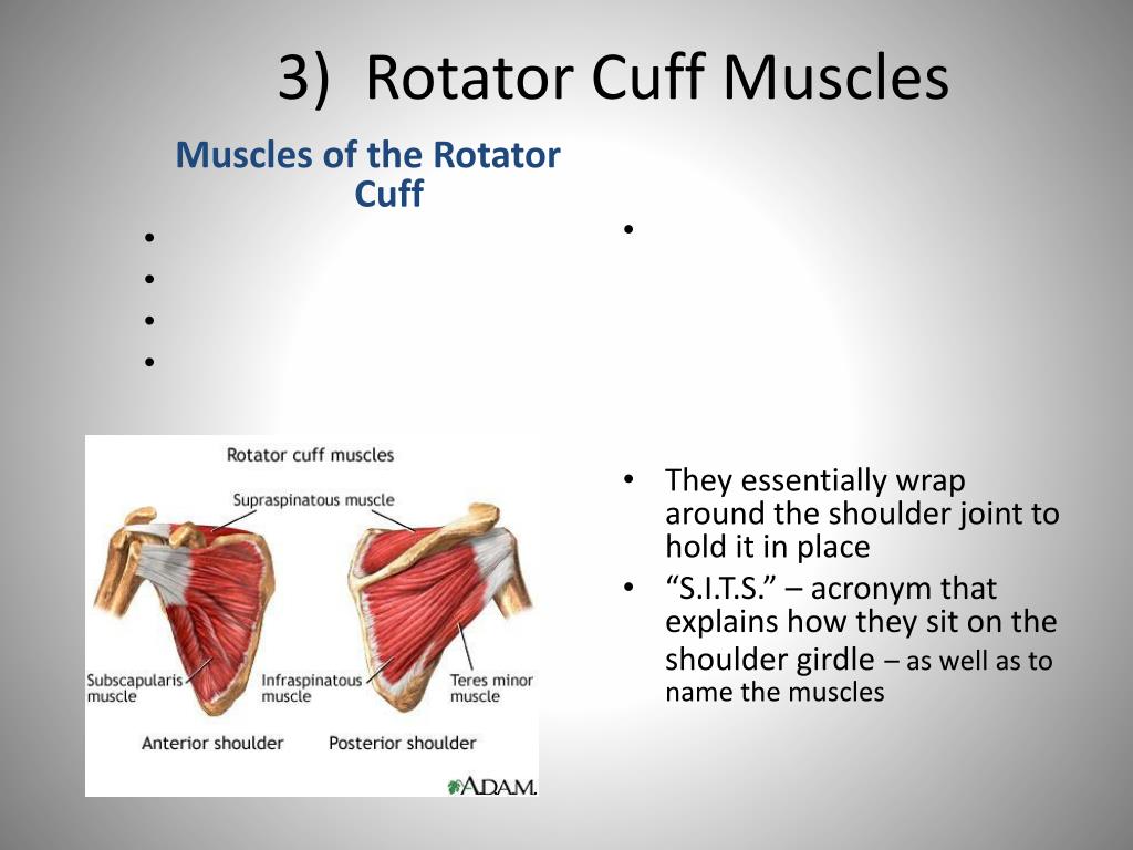 PPT - If all the muscles in the body could pull in one direction, in ...