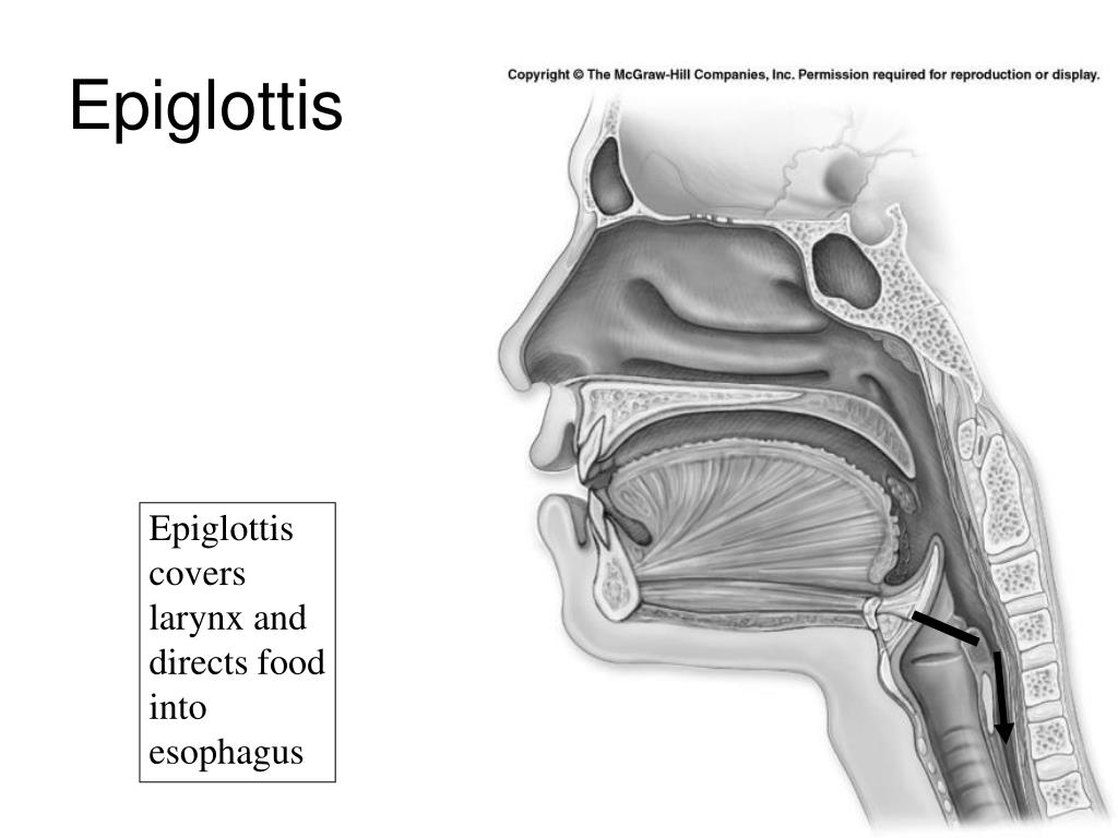 PPT Human Anatomy PowerPoint Presentation Free Download ID 1704577
