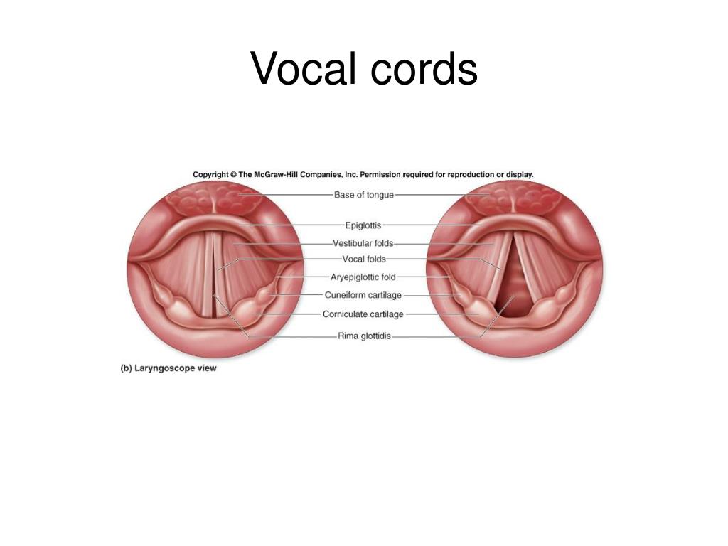 Vocal Cord Anatomy Diagram vocal-cord-anatomy-diagram