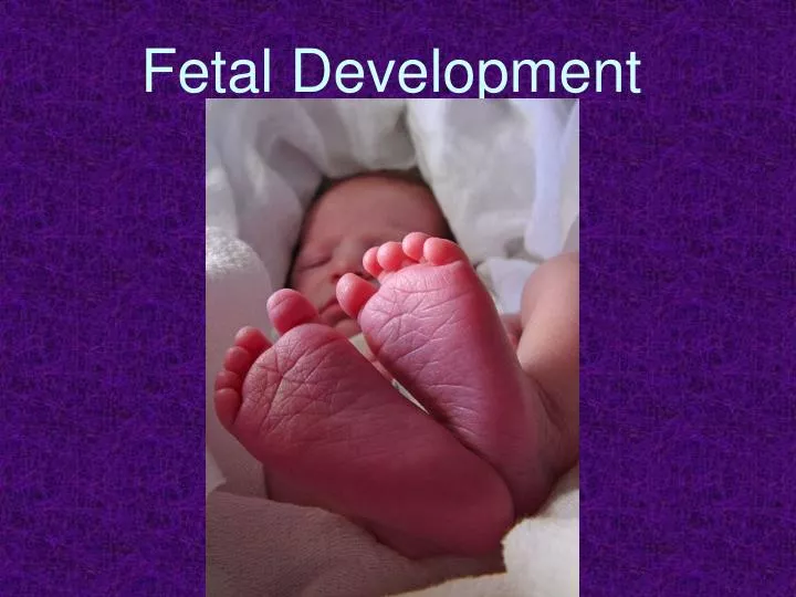fetal development n.