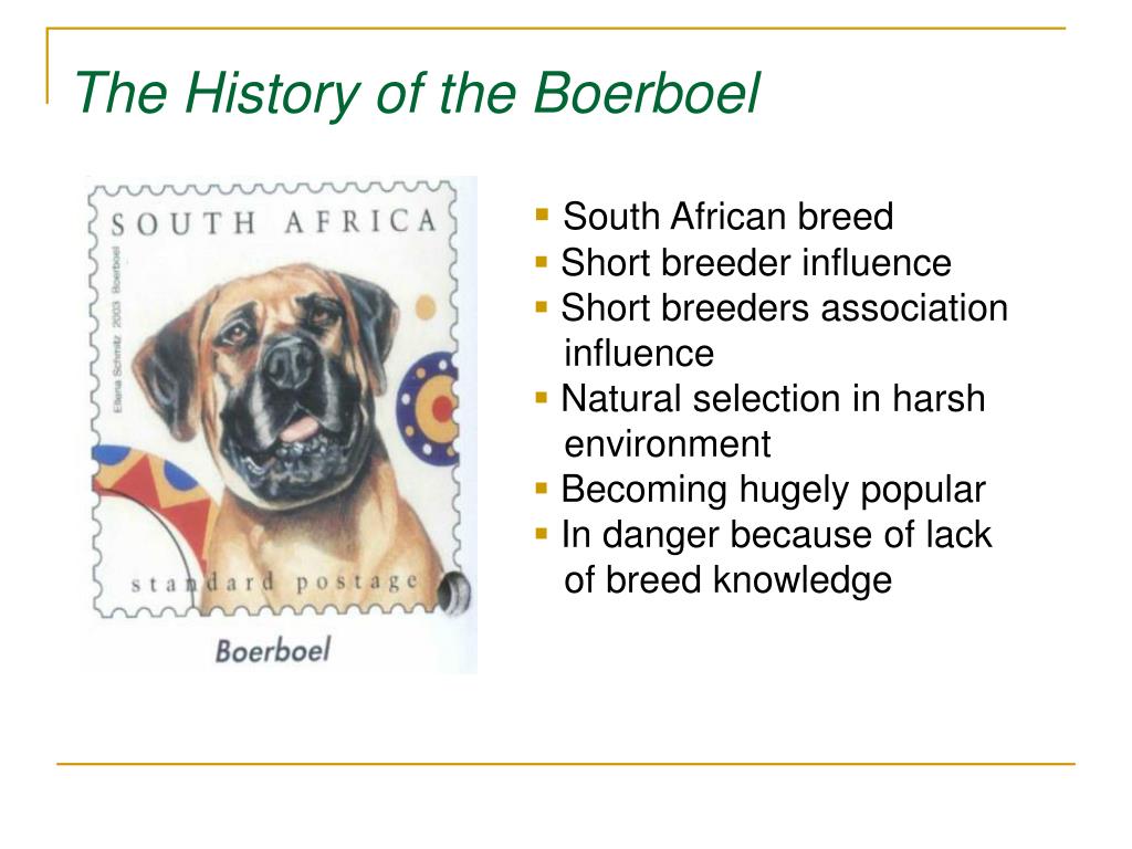 Boerboel origin hotsell