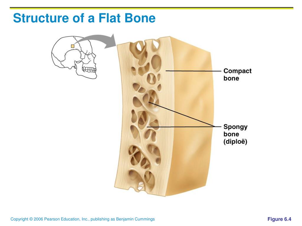 where are flat bones found where are flat bones found