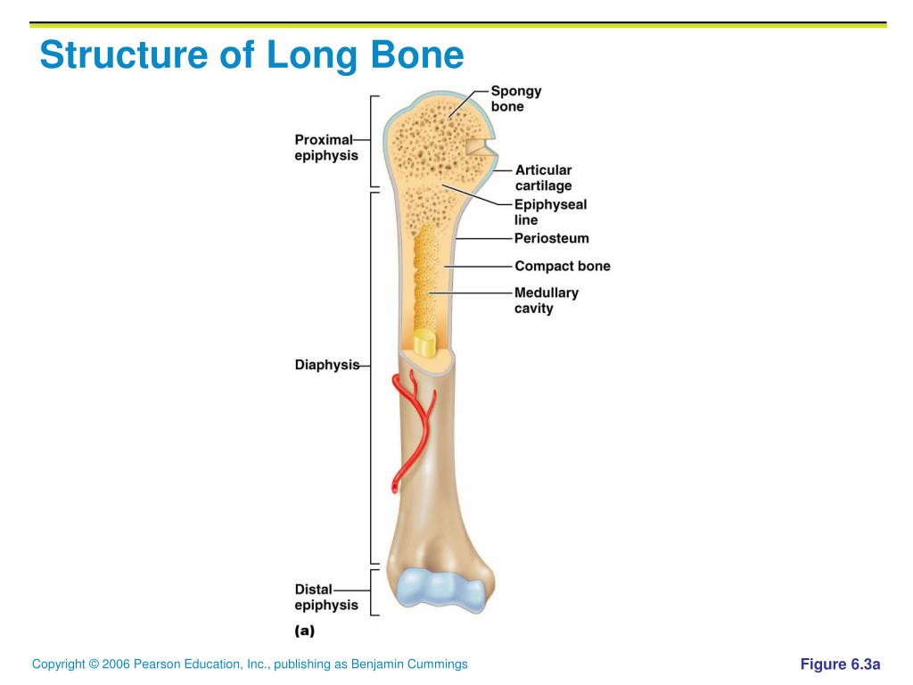 Long bone. Structure of long Bone.. Long Bones. Anatomy of long Bones. Long lesion long Bone.