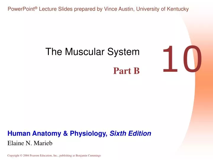 the muscular system part b n.