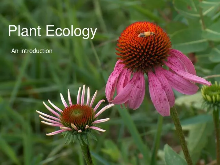 PPT Plant Ecology PowerPoint Presentation Free Download ID 1707008