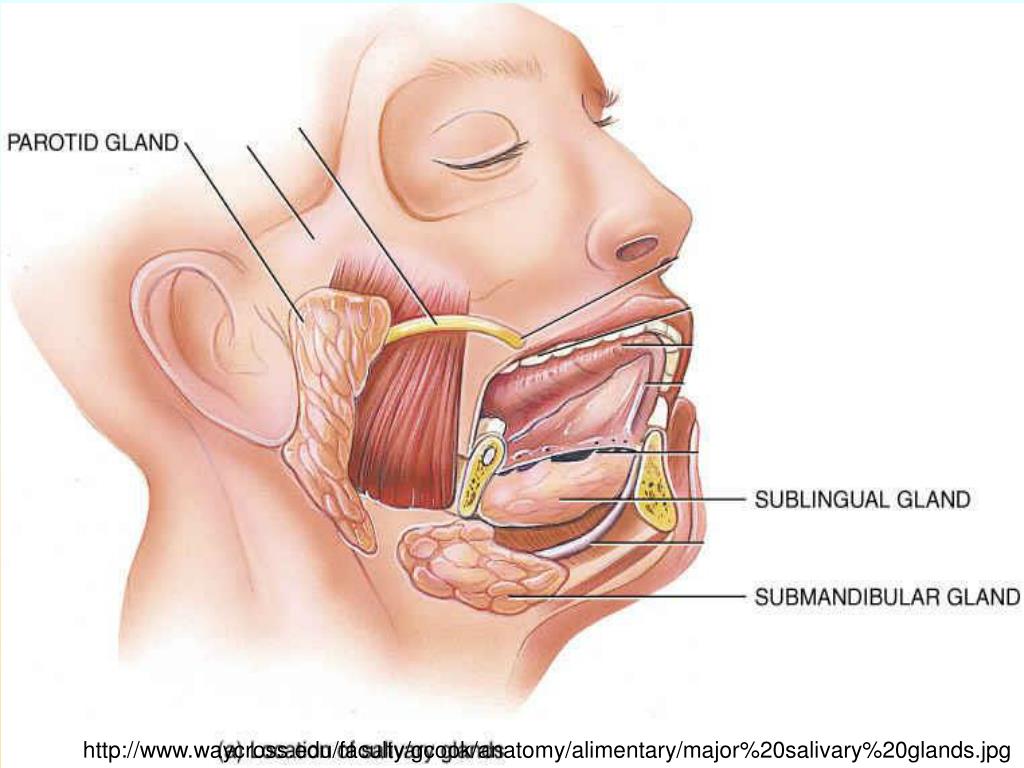 Боль при слюноотделении. Проток поднижнечелюстной слюнной железы. Ротовая полость анатомия слюнные железы. Слюнные железы расположение анатомия. Подъязычная слюнная железа.