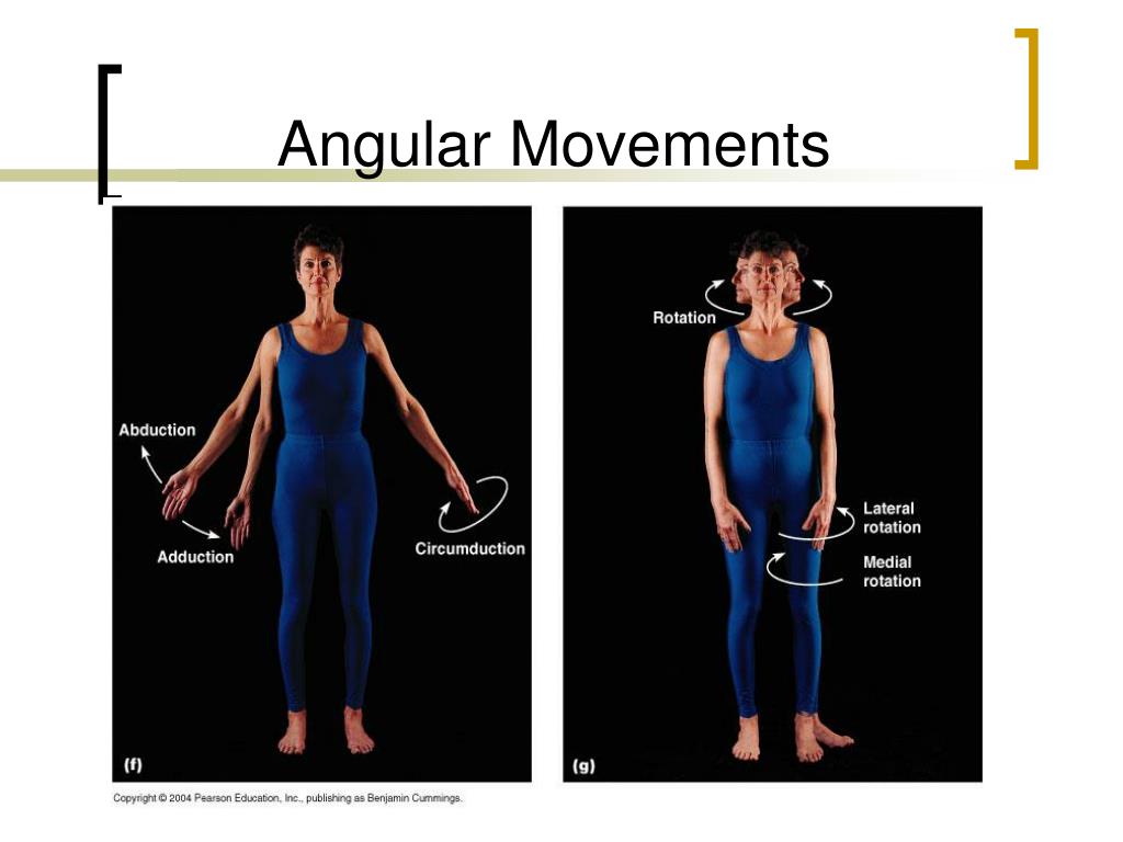Movimentos Angulares Do Corpo Humano - Image to u