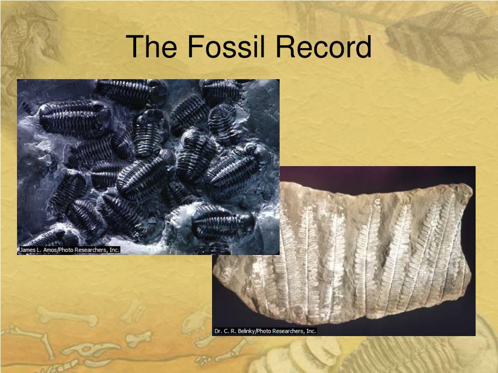 PPT - The Fossil Record PowerPoint Presentation, free download - ID:1707679