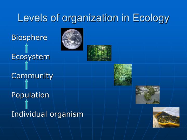 PPT - Introduction to Ecology Unit PowerPoint Presentation - ID:1708993