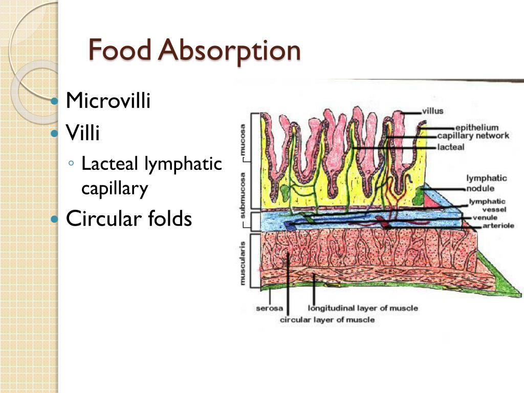 PPT - Chapter 14 Digestive System PowerPoint Presentation, free