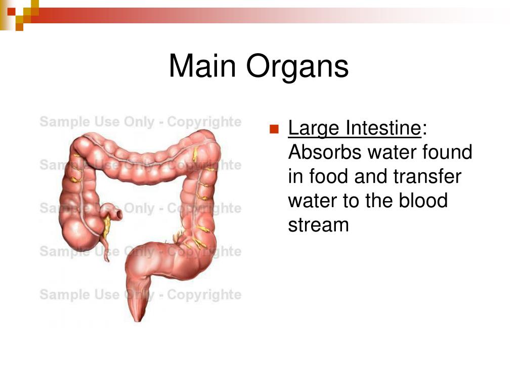 does the large intestine absorb water does the large intestine absorb water