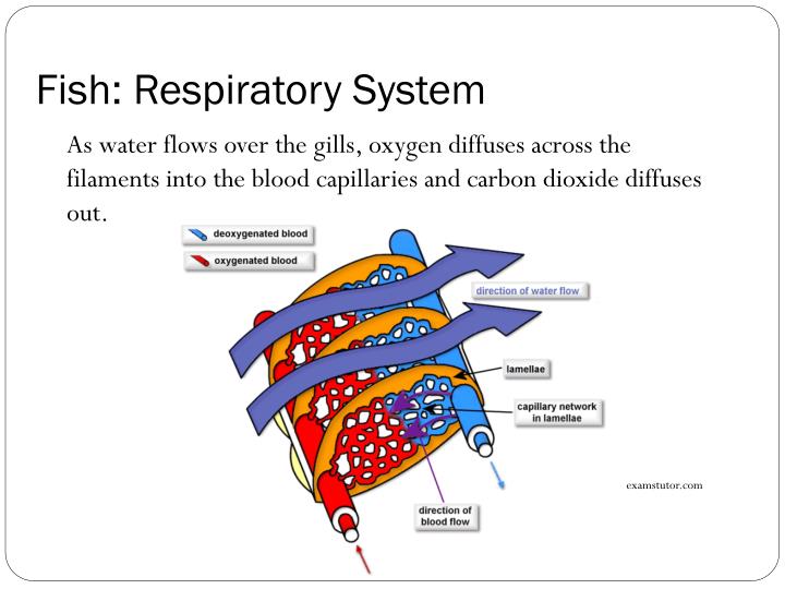 PPT - Patterns in Nature Topic 14: Gaseous Exchange in Animals ...