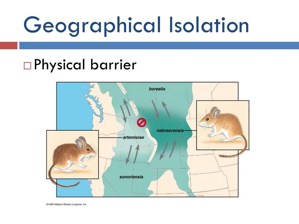 PPT SPECIES AND SPECIATION PowerPoint Presentation Free Download 