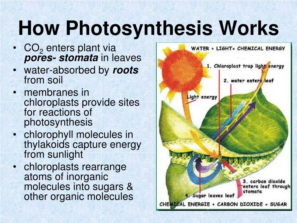photosynthesis presentation