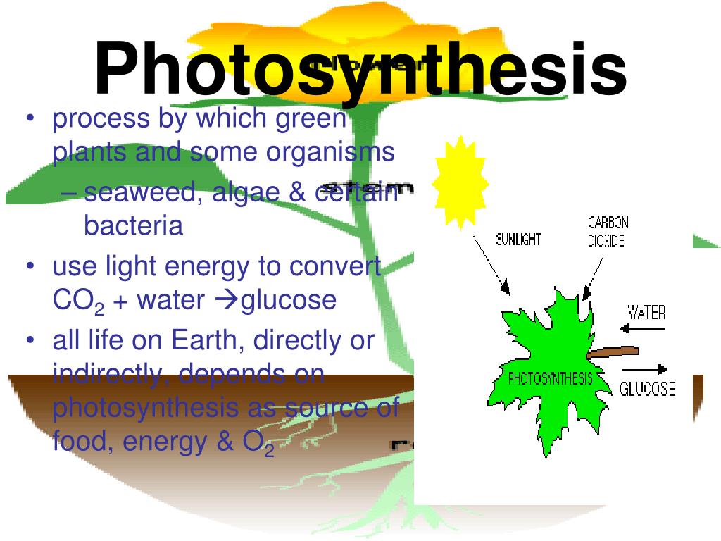 presentation on process of photosynthesis