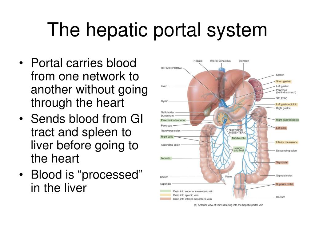 PPT - The cardiovascular system PowerPoint Presentation, free download