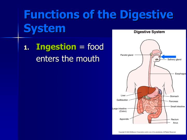 Ppt Digestive System Powerpoint Presentation Id1711148
