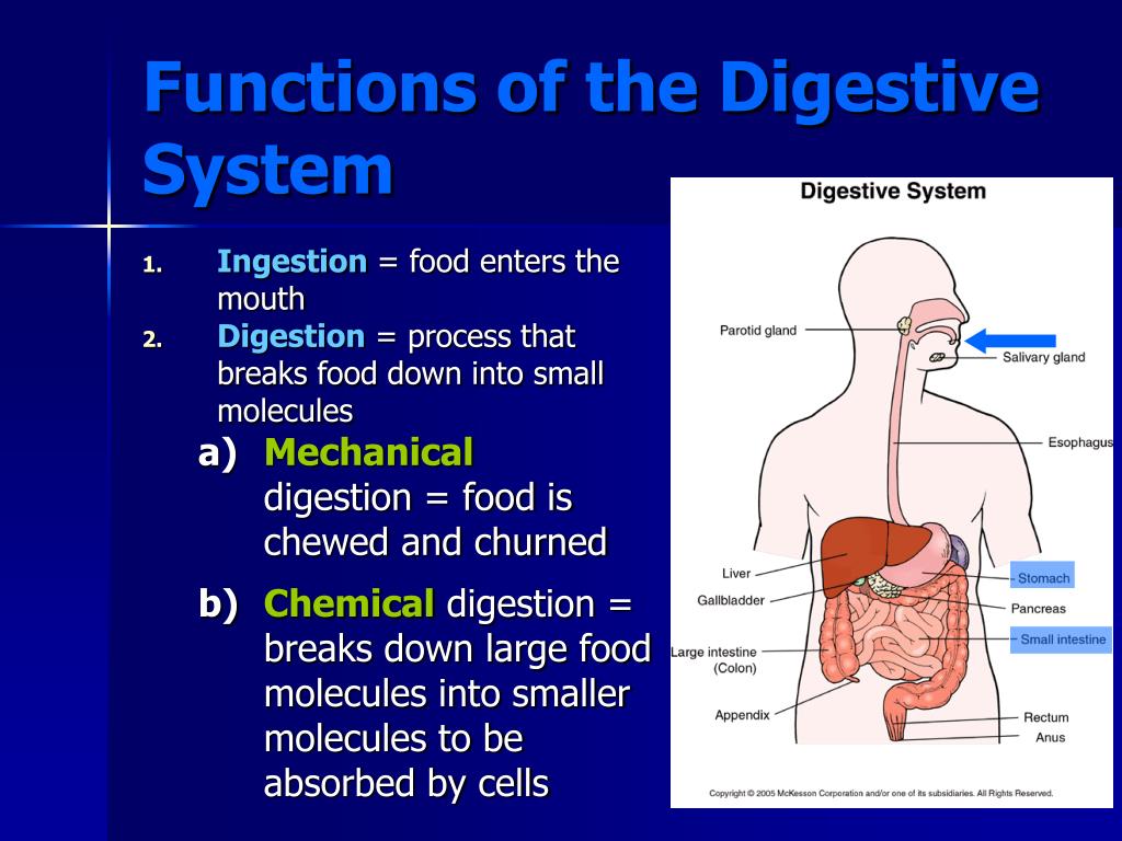 Ppt Digestive System Powerpoint Presentation Free Download Id1711148