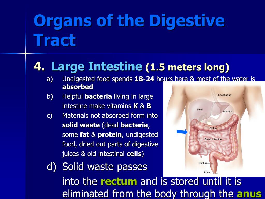 PPT - Digestive System PowerPoint Presentation, free download - ID:1711148