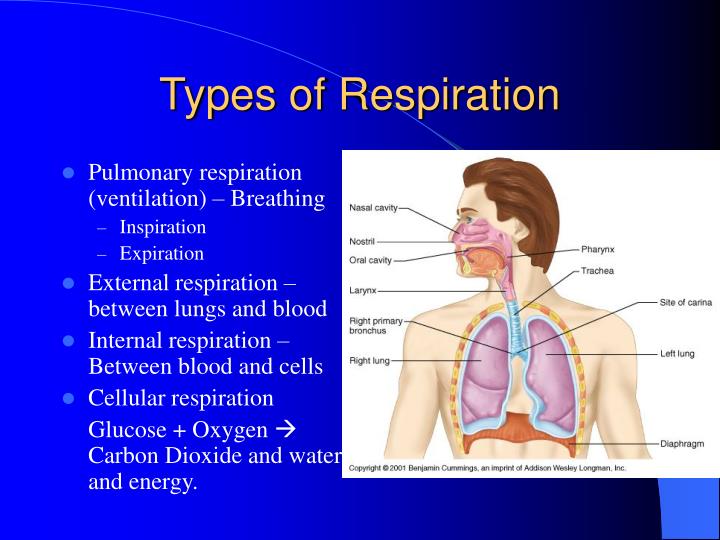 PPT Respiration PowerPoint Presentation ID1711241