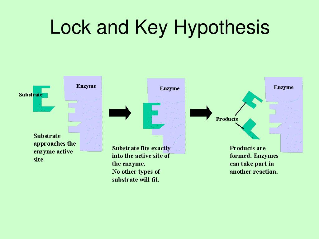 define lock hypothesis