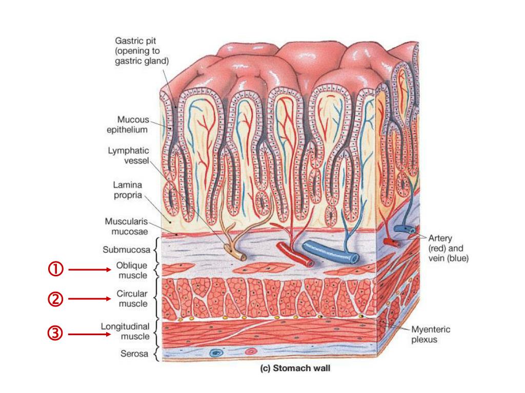 Слизистая оболочка желудка содержит. Слои стенки пищевода анатомия. Строение стенки пищевода. Анатомическое строение стенки пищевода.