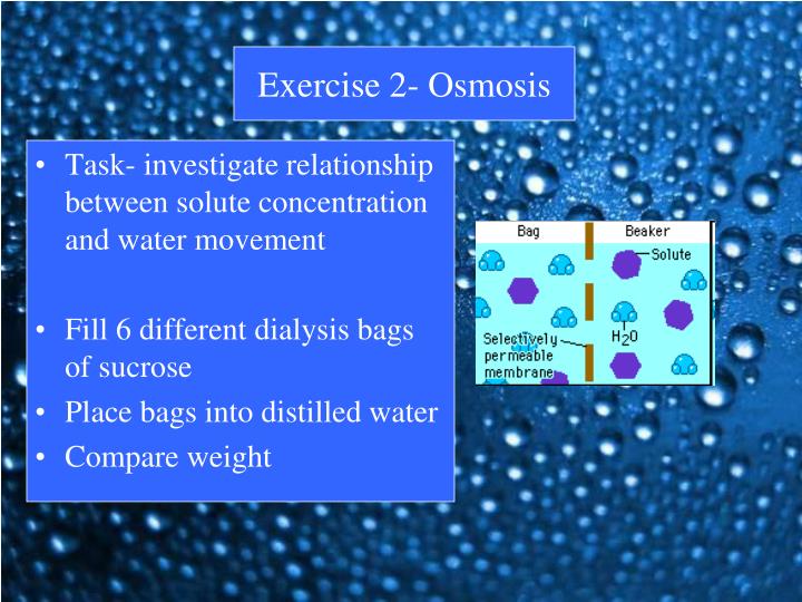 osmosis various sucrose concentrations Osmosis when two solutions with different solute concentrations are separated by a semipermeable membrane there will be a _____ movement of water from the solution with the _____ solute concentration to the solution with the _____ solute concentration to, or attempt to, equalize the concentrations on either side of the membrane. osmosis various sucrose concentrations Osmosis when two solutions with different solute concentrations are separated by a semipermeable membrane there will be a _____ movement of water from the solution with the _____ solute concentration to the solution with the _____ solute concentration to, or attempt to, equalize the concentrations on either side of the membrane.