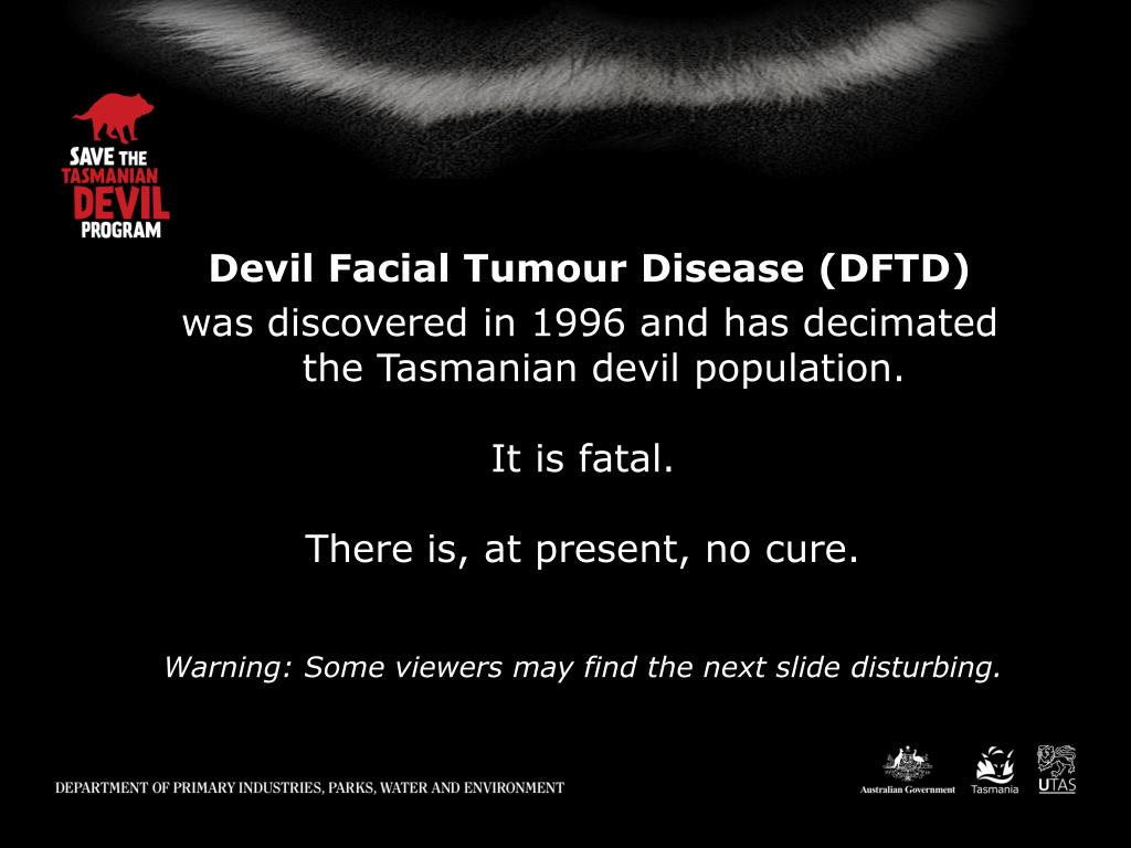 PPT - Devil Facial Tumour Disease (DFTD) was discovered in 1996 and has