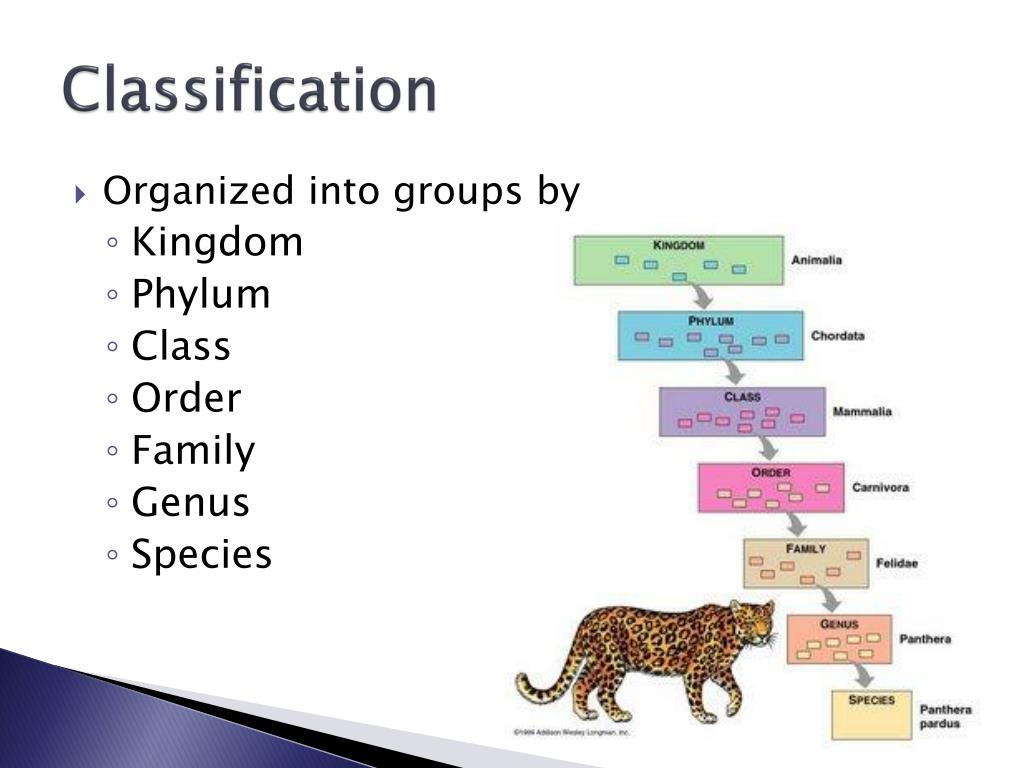 classification presentation