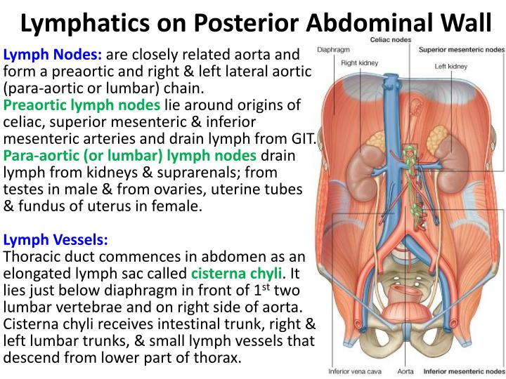 abdominal lymph nodes abdominal lymph nodes