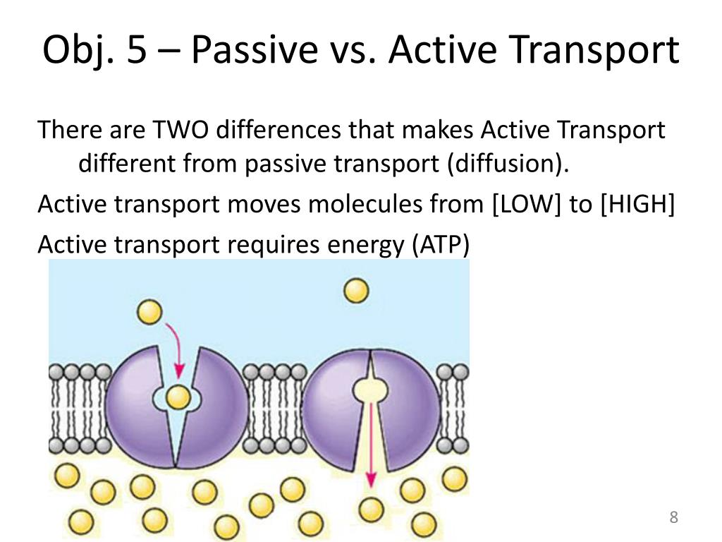 passive membrane transport processes include passive membrane transport processes include