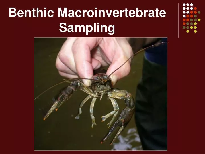PPT Benthic Macroinvertebrate Sampling PowerPoint Presentation, free