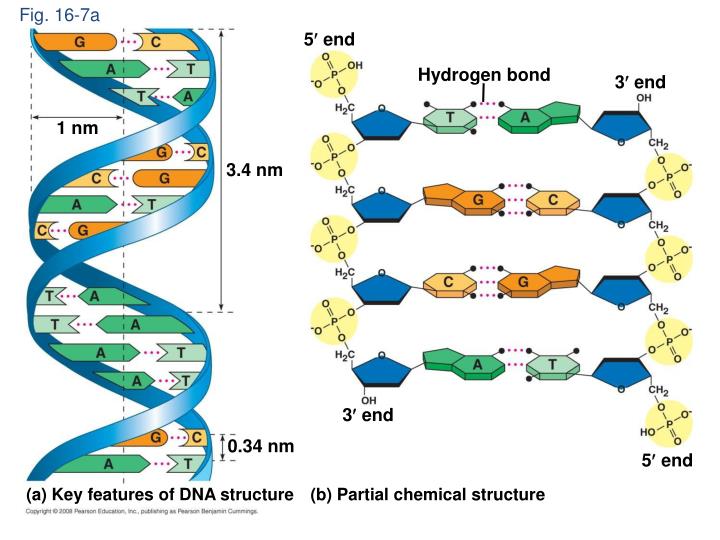 PPT - Chapter 11 DNA: The Carrier of Genetic Information PowerPoint ...