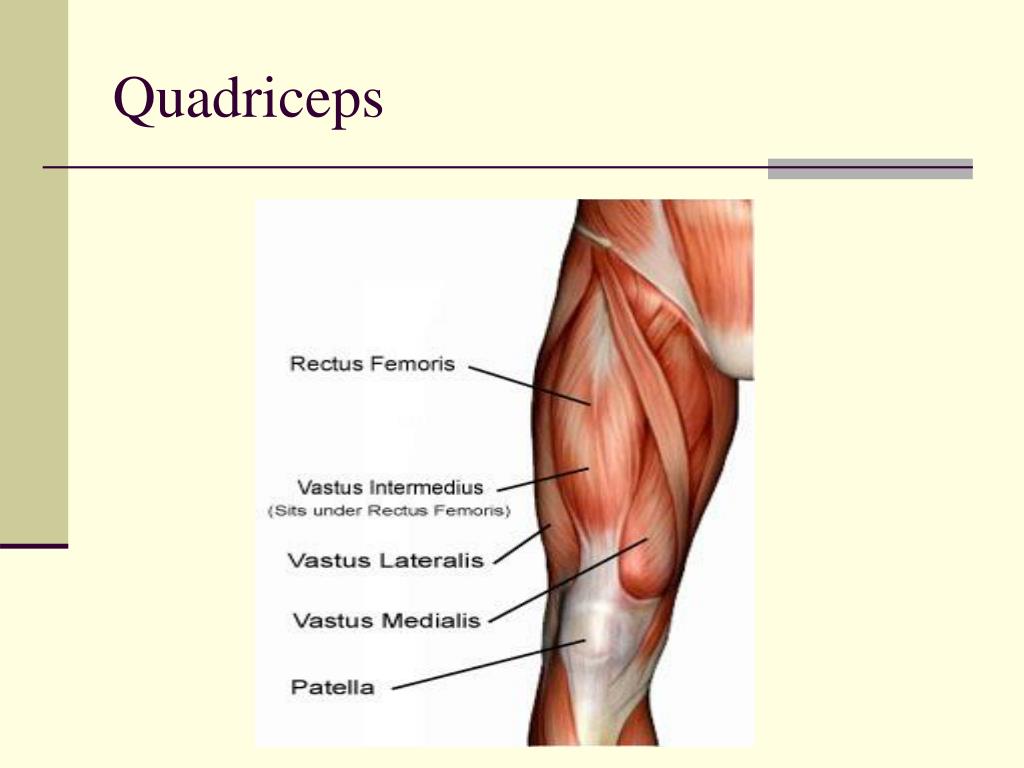 Четырехглавая мышца. Quadriceps. Четырехглавая мышца плеча. Четырехглавая мышца бедра латынь. Квадрицепс бедра надколенник.