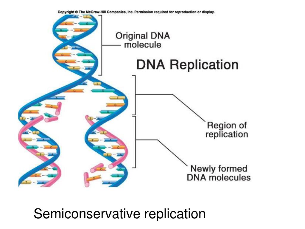 Semiconservative Replication Involves A Template. What Is The Template Semiconservative Replication Involves A Template. What Is The Template