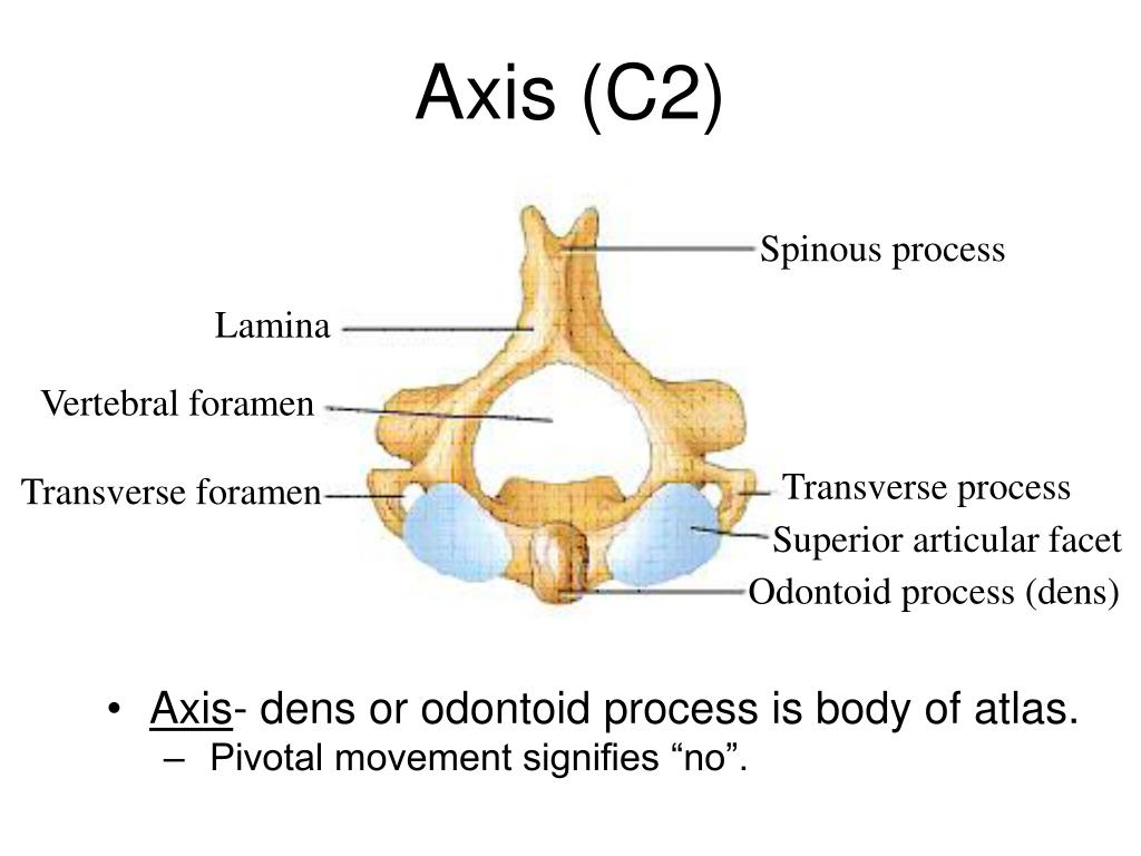 PPT - Vertebral Column PowerPoint Presentation, free download - ID:1718938