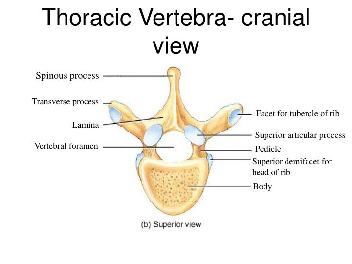 PPT - Vertebral Column PowerPoint Presentation - ID:1718938