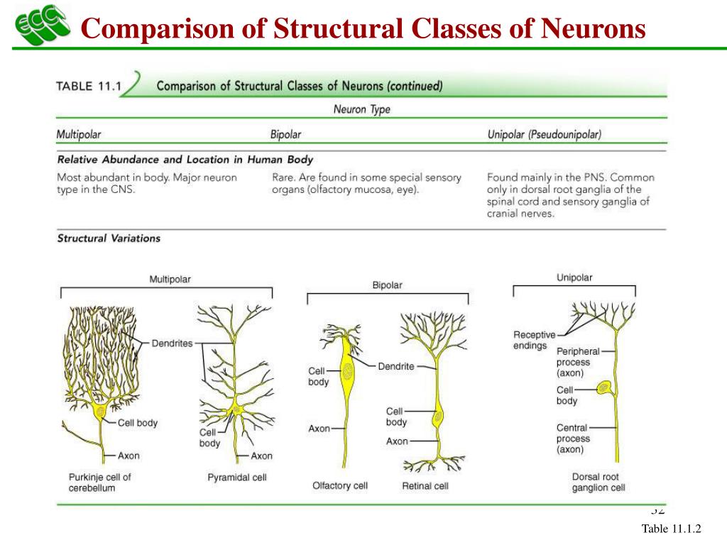 Comparative structures. Structural classification of neurons. Classification of nerve Fibers. Pseudounipolar neurons. Types of nerve Fibers.