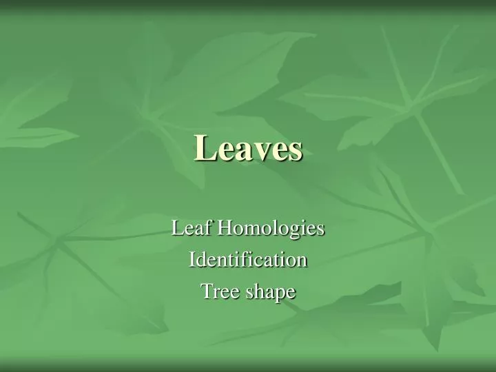 PPT - Leaves PowerPoint Presentation, free download - ID:1720965