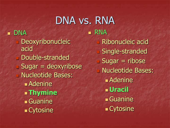 ppt nucleic acids dna vs rna powerpoint presentation id 1721365 compare dna and rna venn diagram