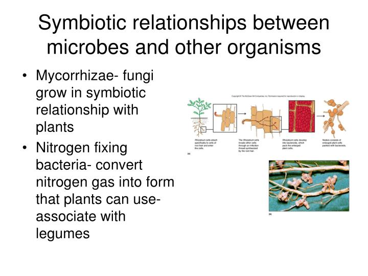 PPT - The very basics of microbial ecology PowerPoint Presentation - ID