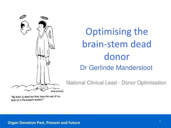optimising the brain stem dead donor n.