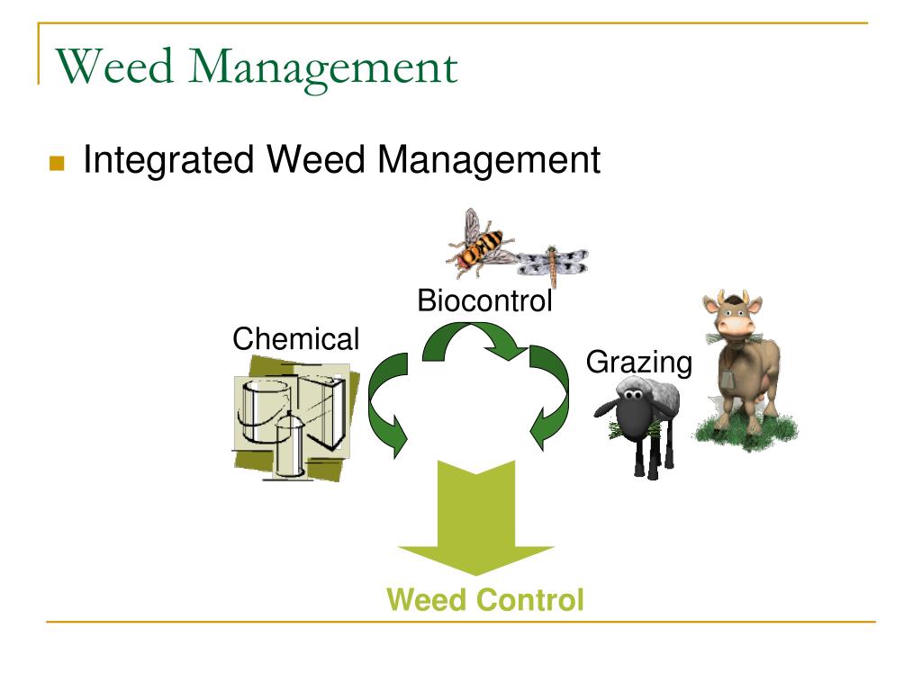 PPT - Weeds The Cancer of Our Land PowerPoint Presentation, free ...