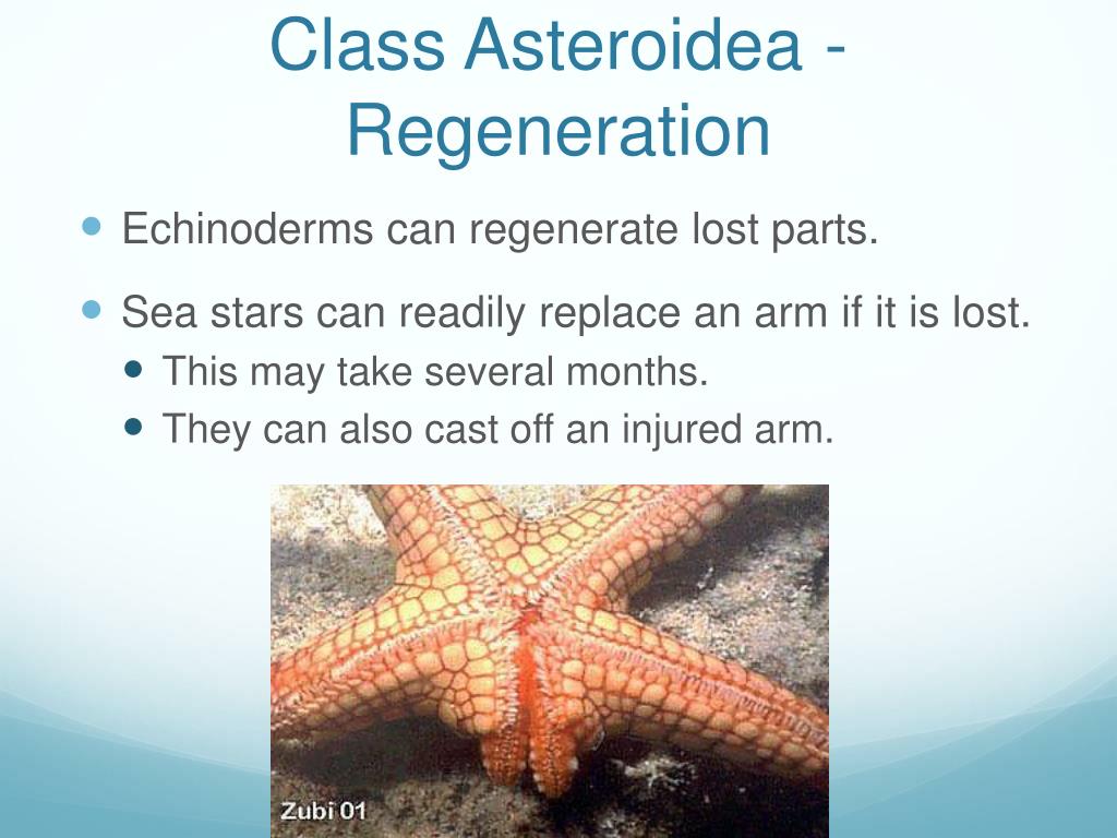 PPT - Chaetognaths, Echinoderms, and Hemichordates PowerPoint