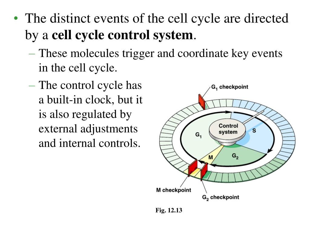 PPT - Biology 130 – Molecular Biology and Genetics PowerPoint ...