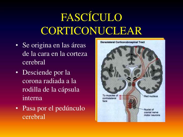 PPT FASCÍCULOS CORTICOESPINALES Y CORTICONUCLEARES PowerPoint