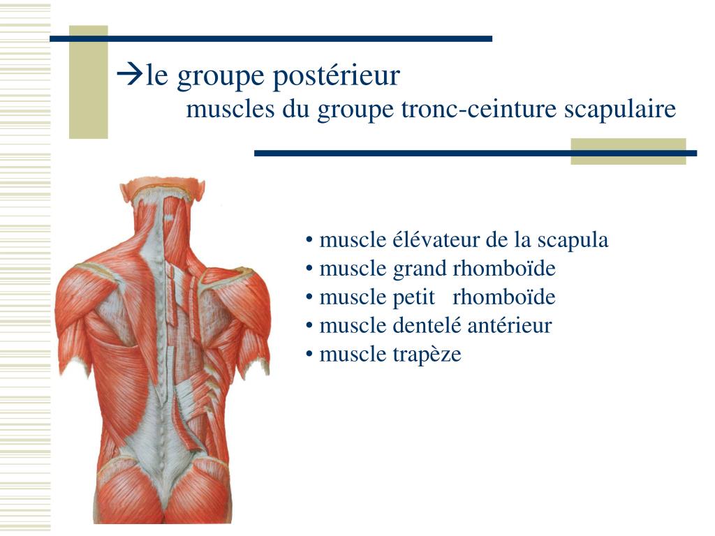 Muscles de la ceinture scapulaire top