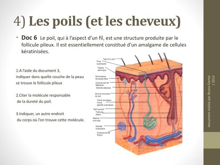 PPT BIOLOGIE CHAPITRE 4 LA PEAU ET LES MUQUEUSES PowerPoint Presentation ID1727802